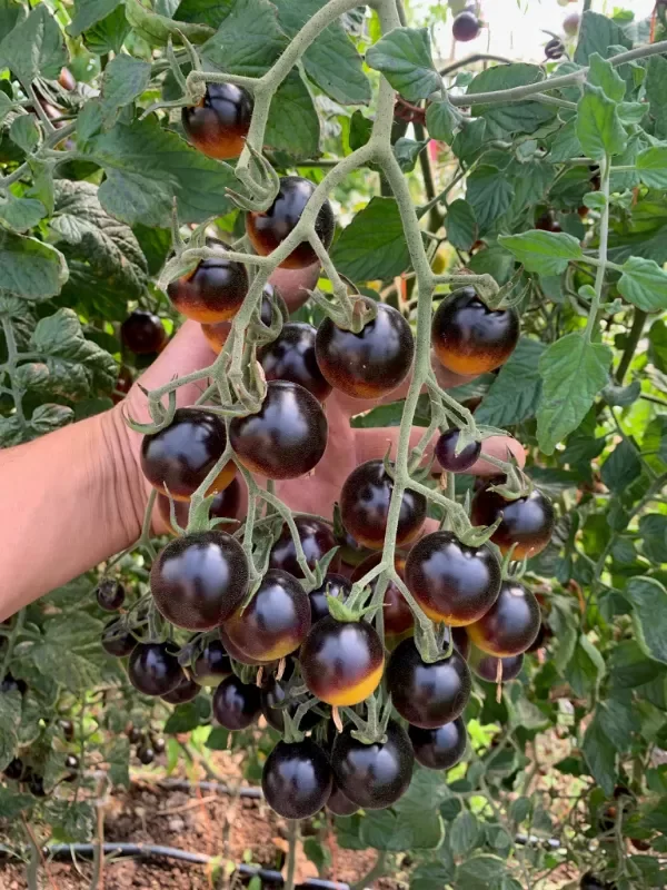 Producto - SEMILLAS DE TOMATE CHERRY INDIGO ORANGE SUPERTRESS MULTIFLORA