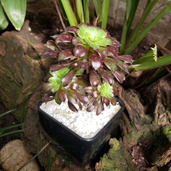 Producto - Aeonium arboreum atropurpureum