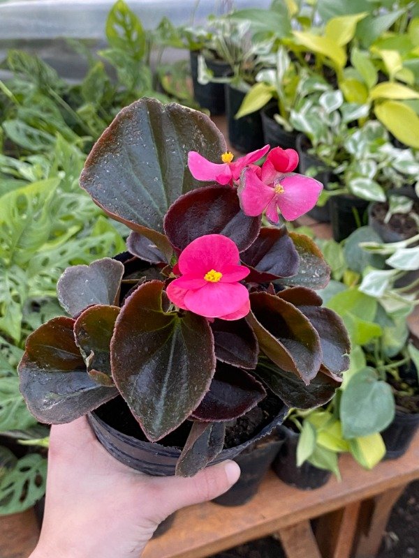 Producto - Azucar en maceta número 12