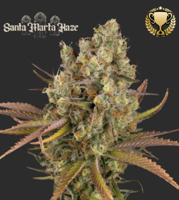 Producto - SANTA MARTA HAZE AUTOFLORECIENTE