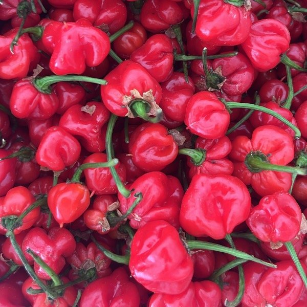 Producto - Habanero Rojo