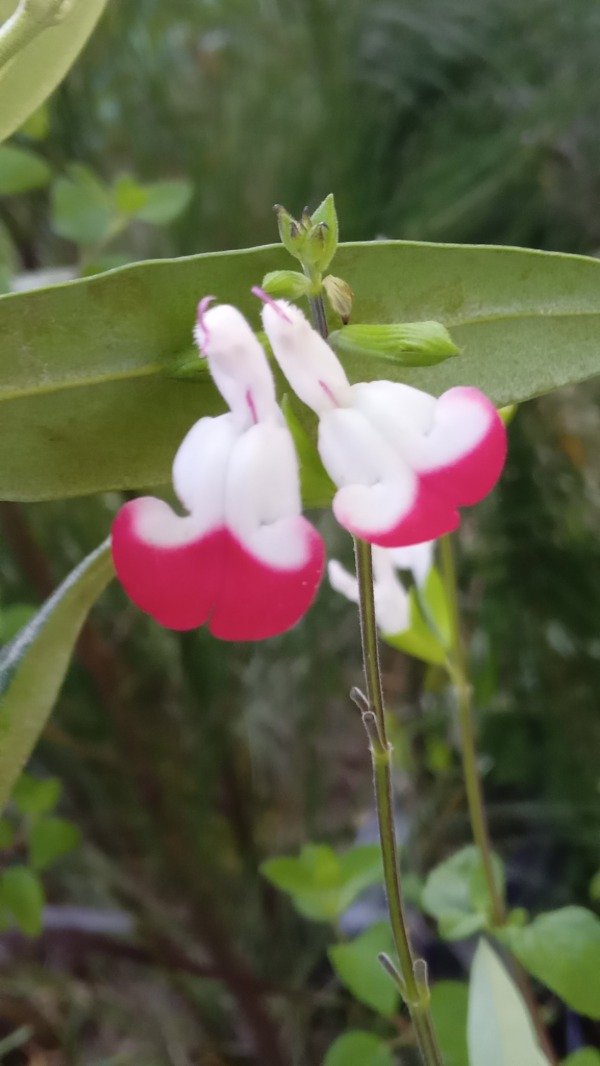 Producto - Salvia bicolor - 1