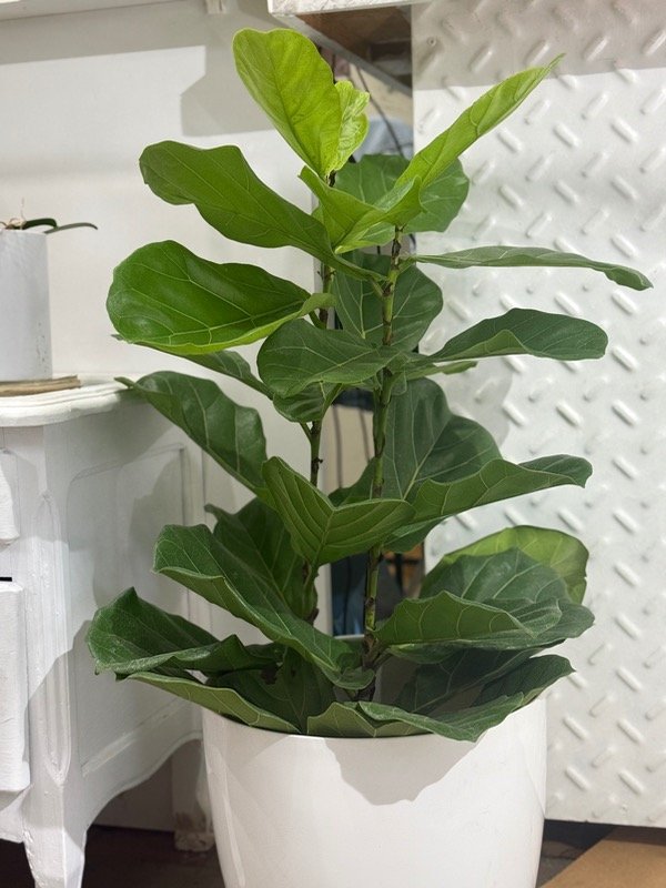 Producto - PANDURATA 3 en 1