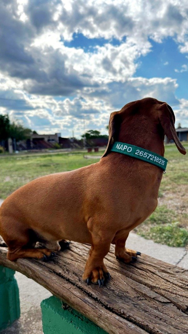 Producto - Collar BORDADO