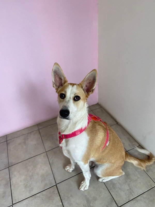 Producto - Pretal en H Charol Fucsia