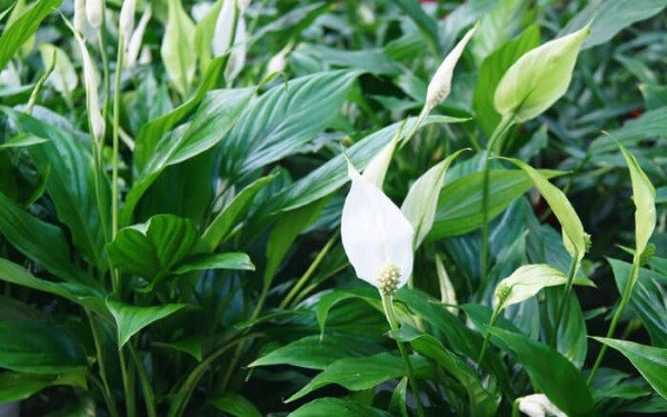 Producto - Spathiphyllum (Cuna de Moises)