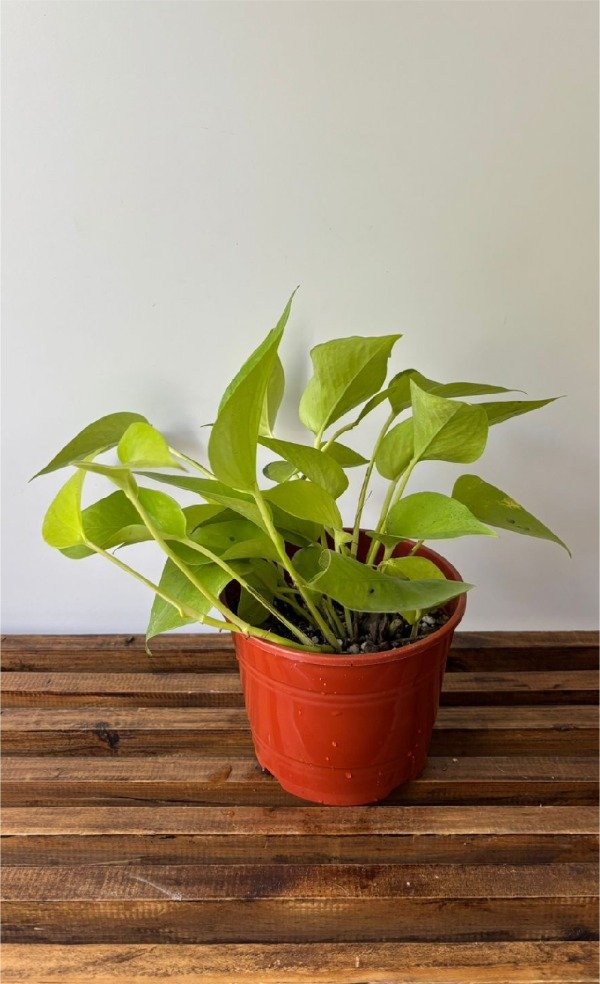 Producto - Potus lemon