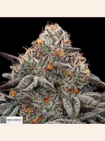 Producto - Oreo Cookies x3 - ADN Seeds