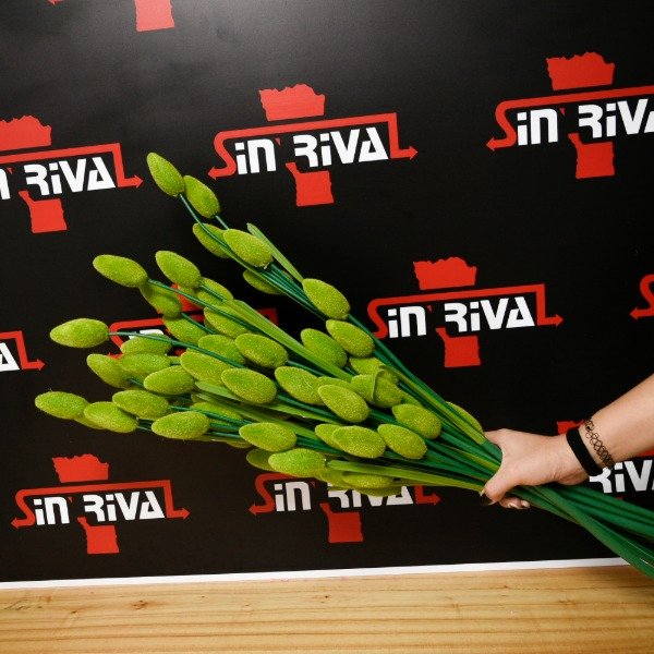 Producto - VARA ESPIGA 724