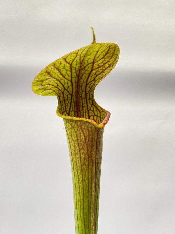 Producto - Sarracenia rubra en maceta N11