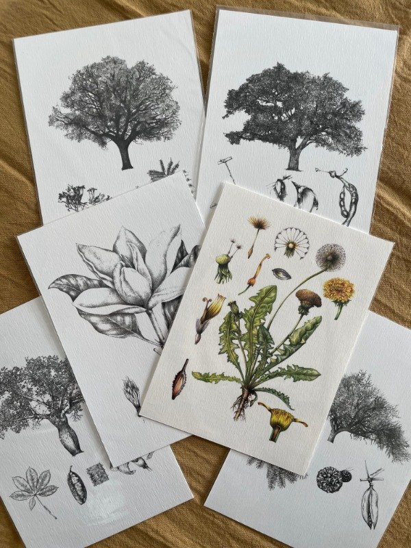 Producto - Postales Chicas 14x10 - Arte Botánico