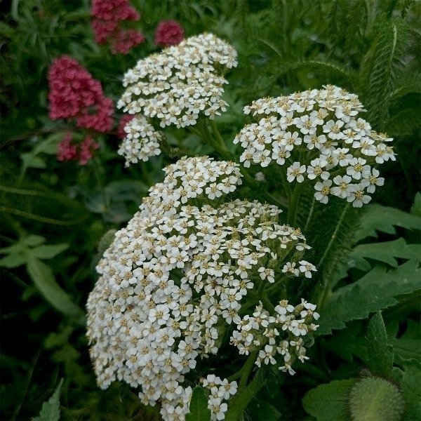 Producto - Milenrama - Achillea millefolium - Yarrow - Medicinal y melífera
