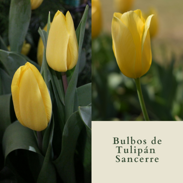 Producto - Bulbos de Tulipán Sancerre (calibre grande)