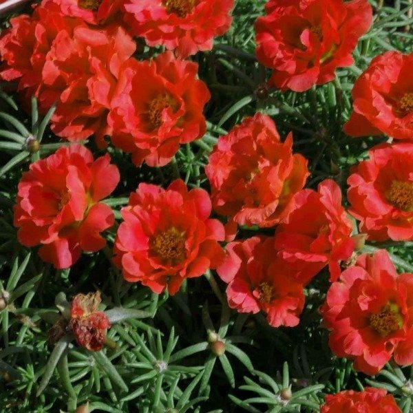 Producto - Semillas De Rosa De Musgo Portulaca Grandiflora Rojo - 1