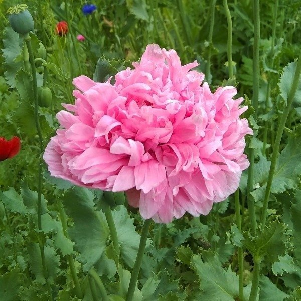 Producto - Amapolas doble peonia - mix de colores - Papaver somniferum