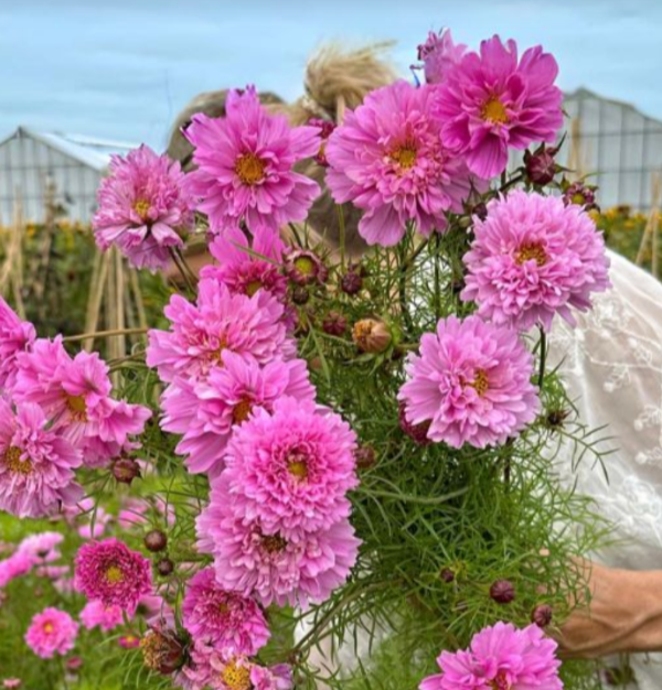 Producto - Cosmos bipinnatus Double Dutch Rose - 3