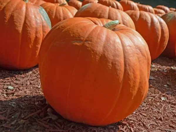 Producto - SEMILLAS DE ZAPALLO GIGANTE FIRST PRIZE