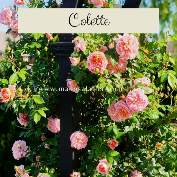 Producto - Rosal Clg. Colette