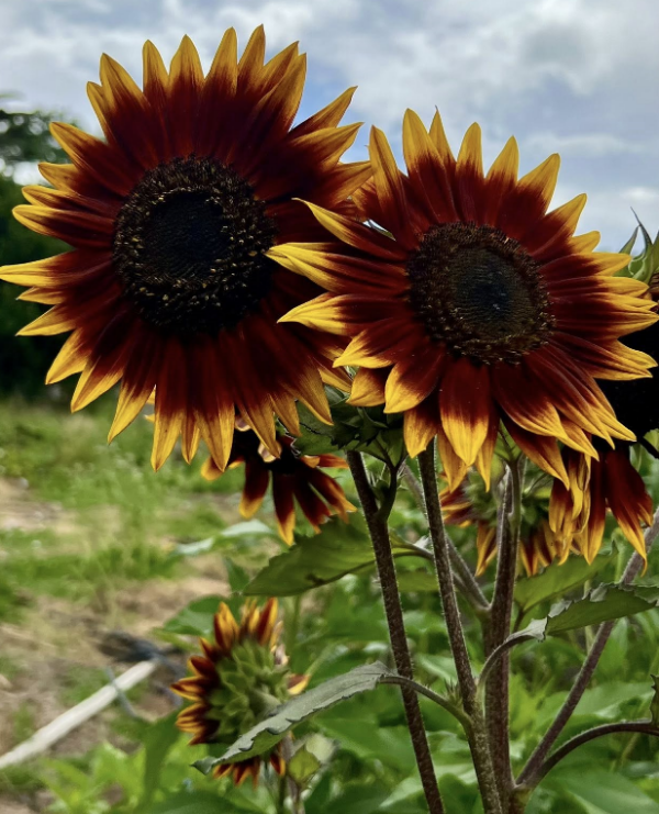 Producto - SEMILLAS DE GIRASOL CHOCOLATE MULTIFLORAL