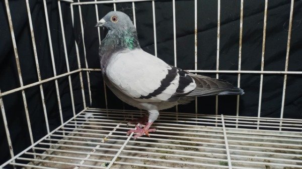 Producto - 1903355 / 25 Macho Origen Roodhooft - Herbost