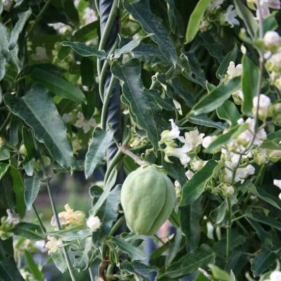 Producto - 30 Semillas Araujia sericifera