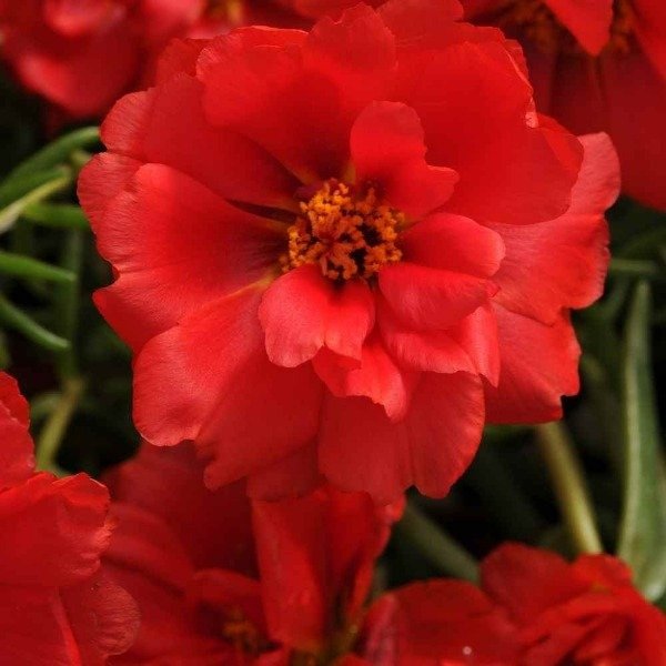 Producto - Semillas De Rosa De Musgo Portulaca Grandiflora Rojo - 0