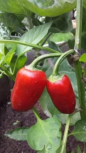 Producto - Ají Mini Snack Rojo (No Pica)