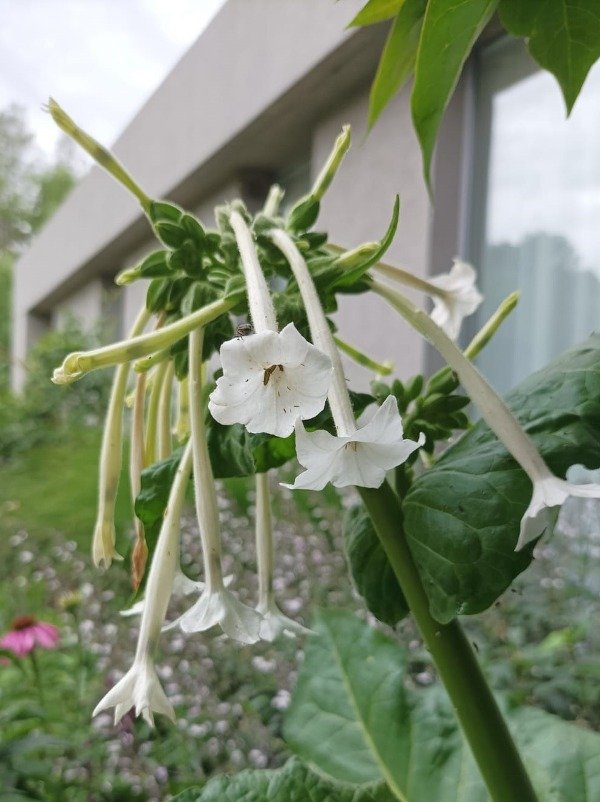 Producto - NICOTIANA SYLVESTRIS