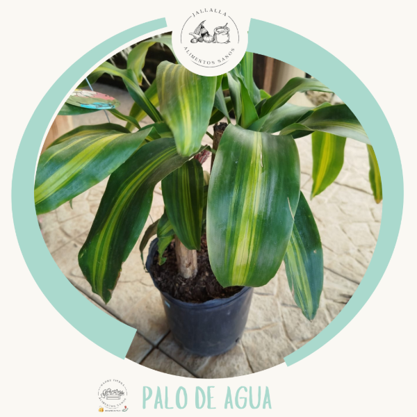 Producto - Palo de agua de Madre Tierra