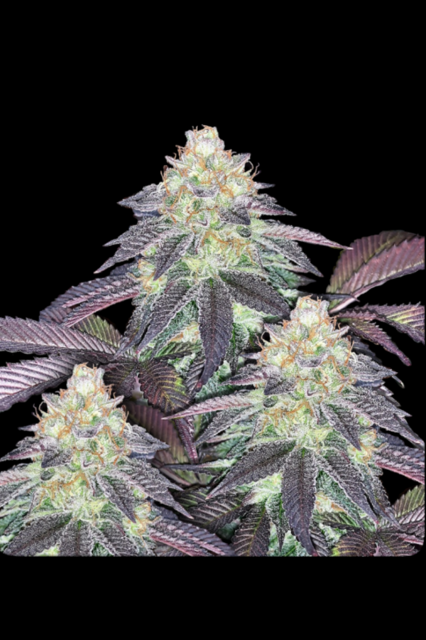 Producto - PETROLIUM - SWEED LAB. Pack 4 semillas