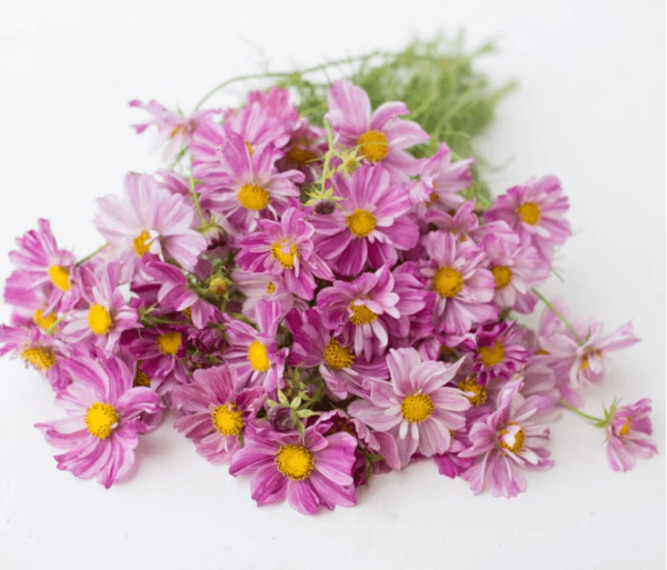 Producto - Cosmos bipinnatus Rosetta - 5