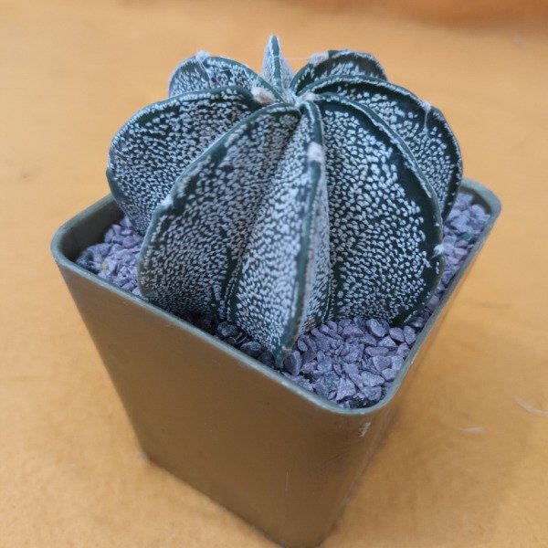 Miniatura de producto - 8