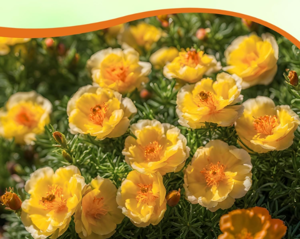 Producto - Semillas De Rosa De Musgo Portulaca Grandiflora Amarilla - 0