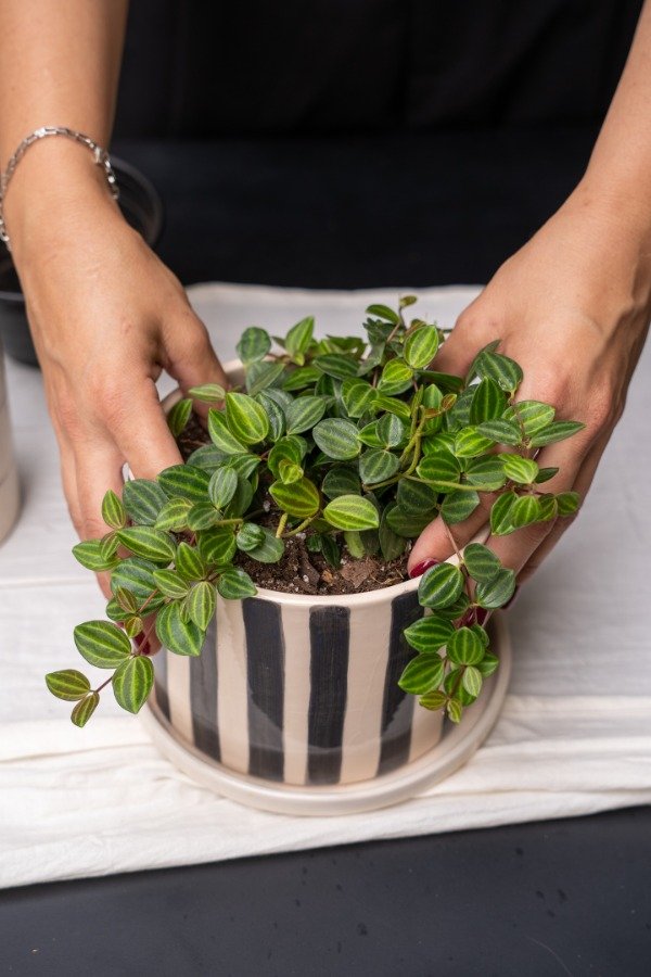 Producto - Peperomia Angulata