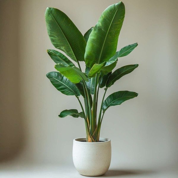 Producto - Strelitzia Nicolai