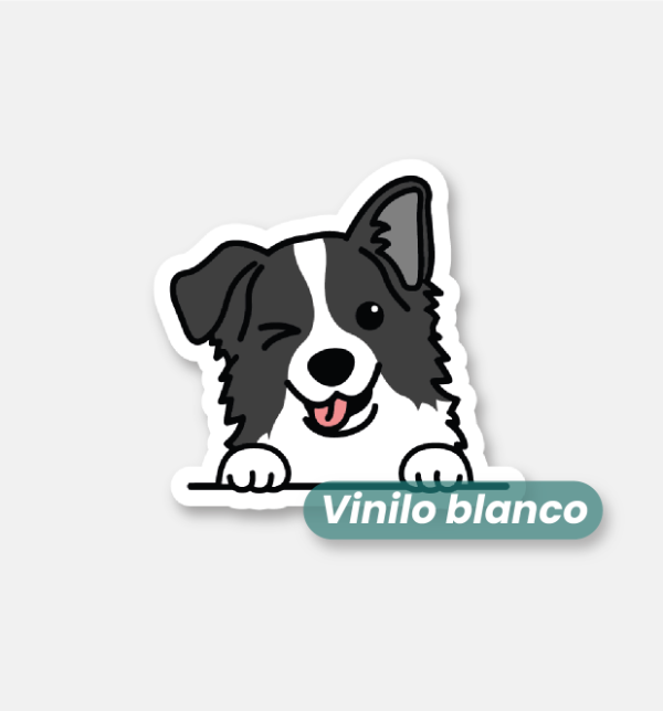 Producto - Border collie