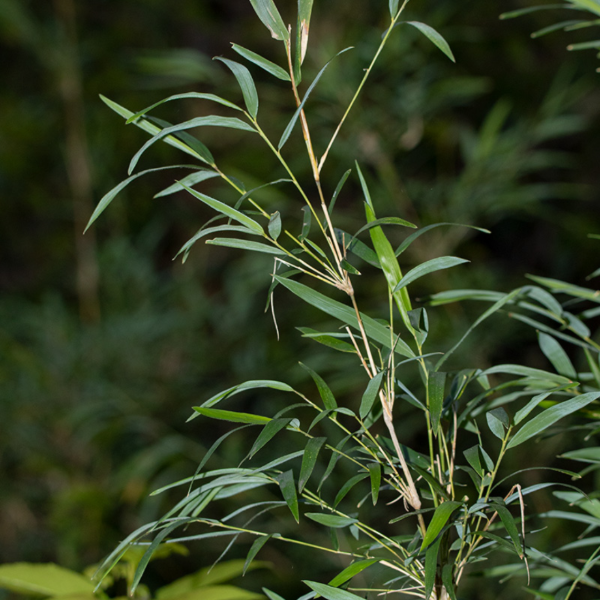 Producto - Chusquea culeou (Caña colihue)