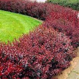 Producto - Berberis vulgaris atropurpurea 'Superba'