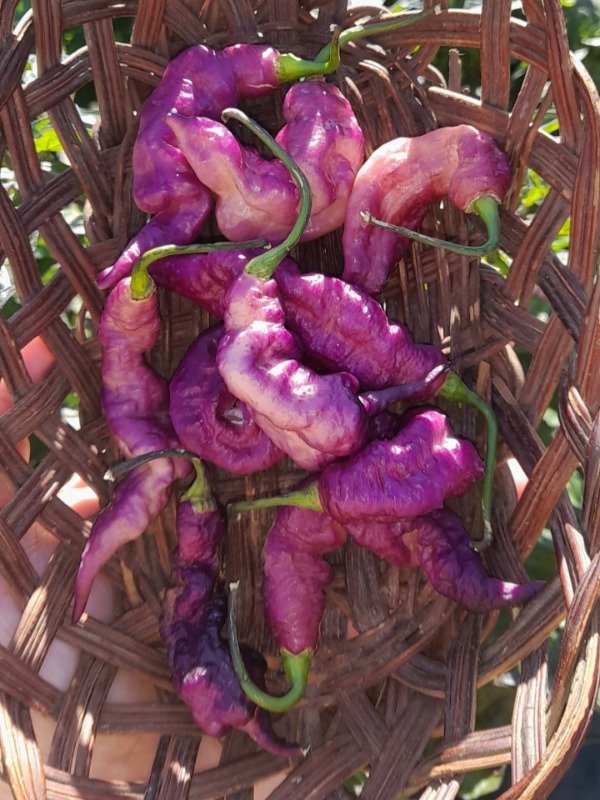 Producto - 10 Semillas de Ají Jay's Pink Purple - 4