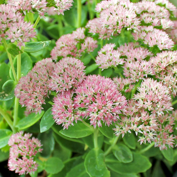 Producto - Sedum spectabile - Hylotelephium spectabile "autumn fire" 1,5 L - 1