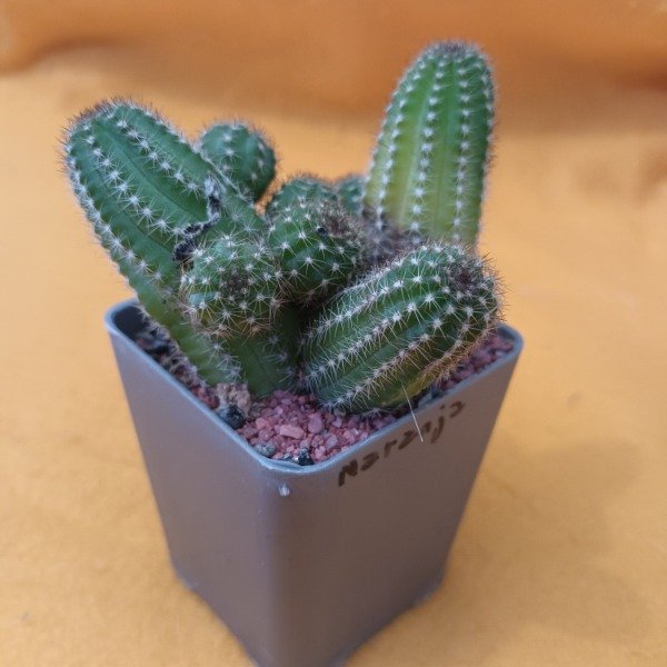 Miniatura de producto - 14