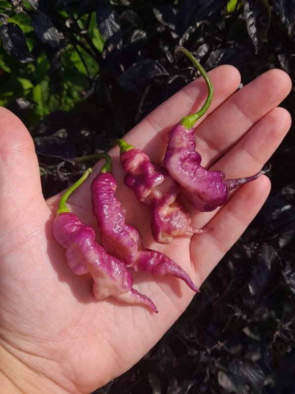 Producto - 10 Semillas de Ají Jay's Pink Purple - 0