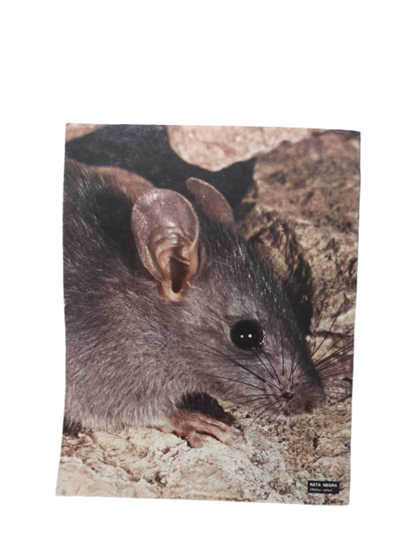 Miniatura de producto - 7