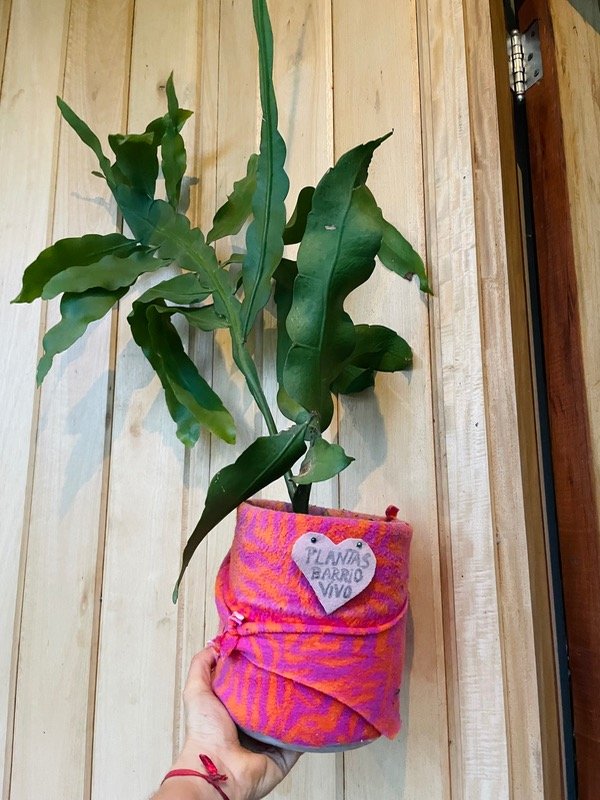 Producto - Dama de noche