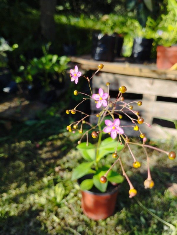 Producto - Talinum paniculatum - 1
