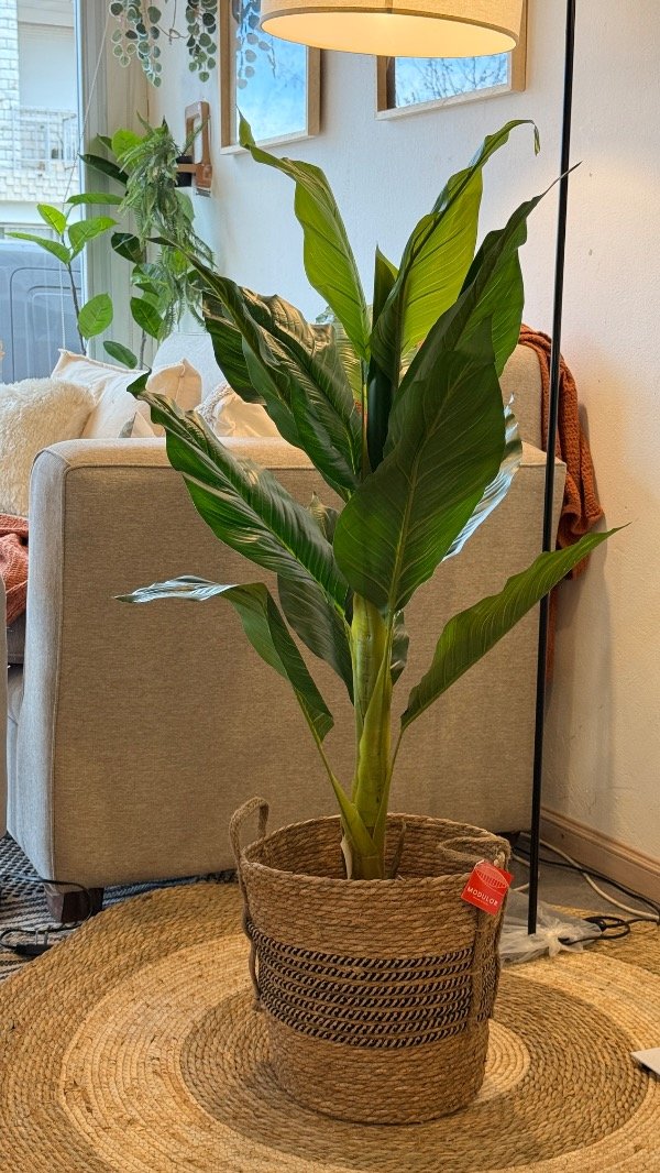 Producto - Alocasia con maceta 1.20m