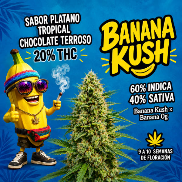 Producto - SEMILLA TERRAMOTA BANANA KUSH x6 - 0