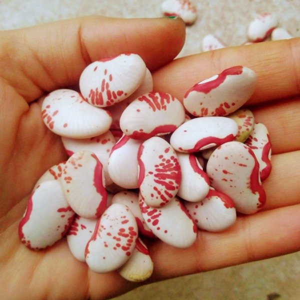 Producto - Poroto jaspeado rojo