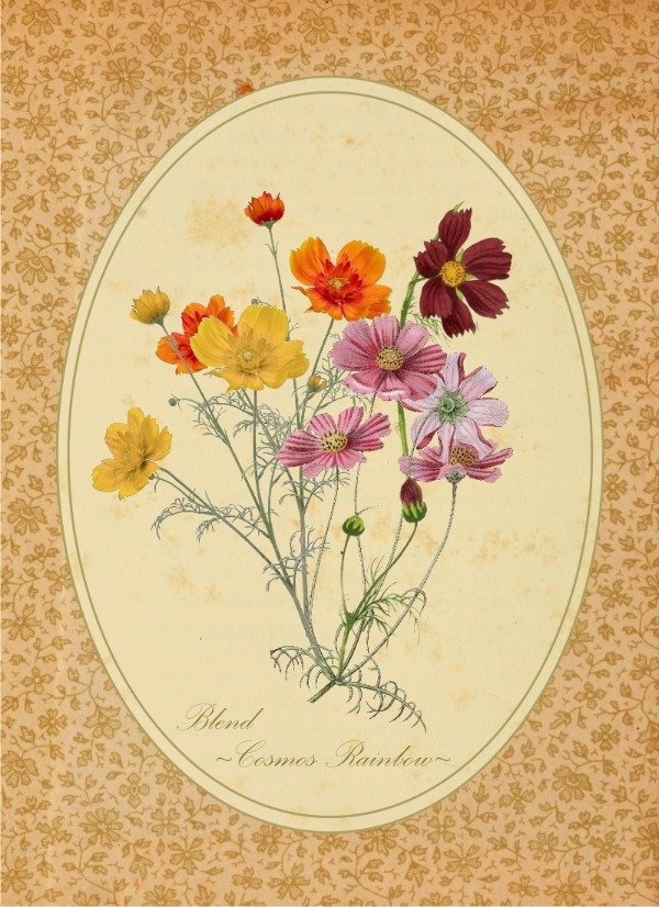 Producto - Blend de Semillas "Cosmos Rainbow"