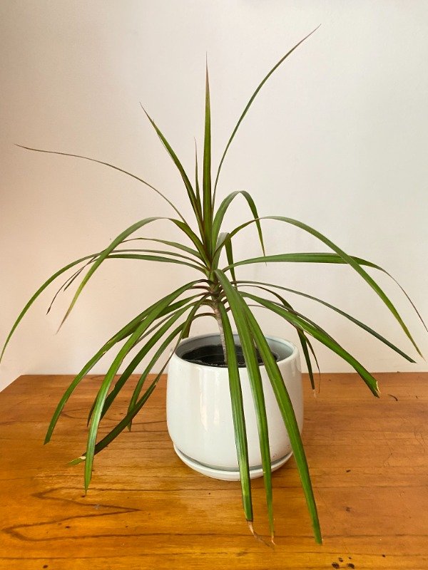 Producto - Dracena Marginata chica